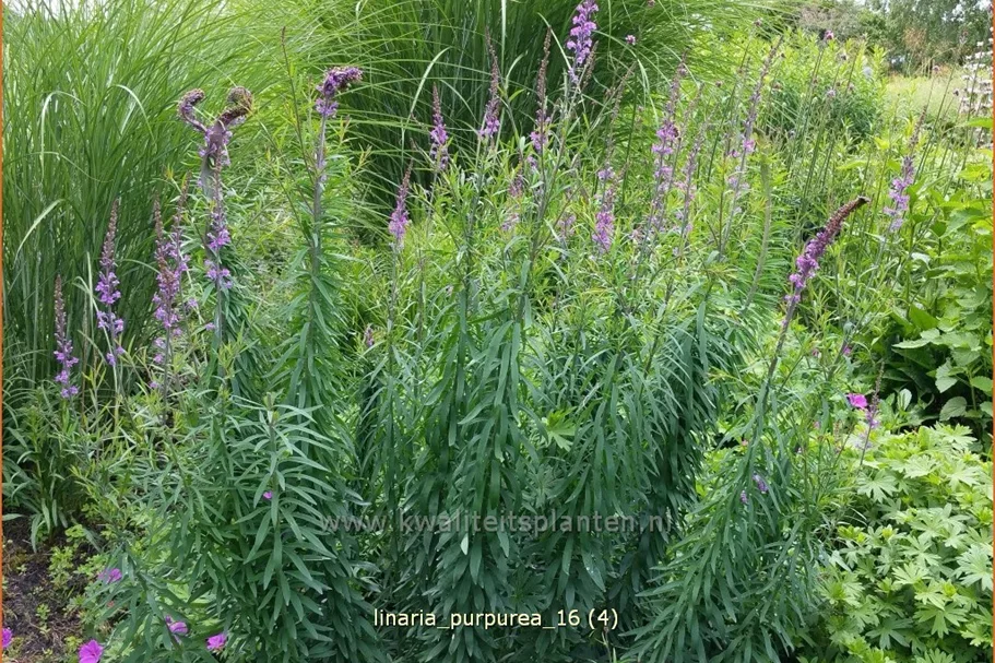 Linaria purpurea