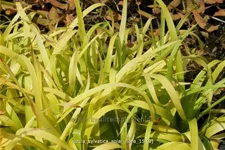 Luzula sylvatica 'Solar Flare'