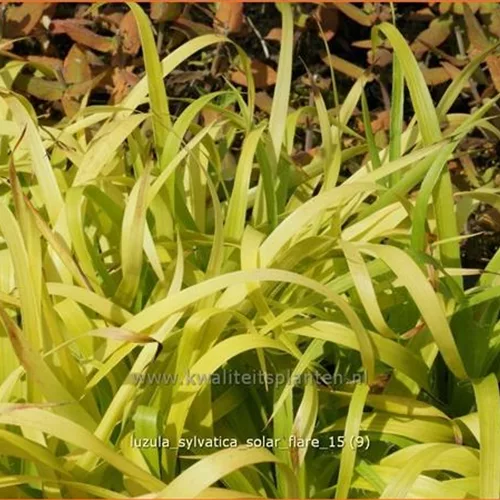 Luzula sylvatica 'Solar Flare'