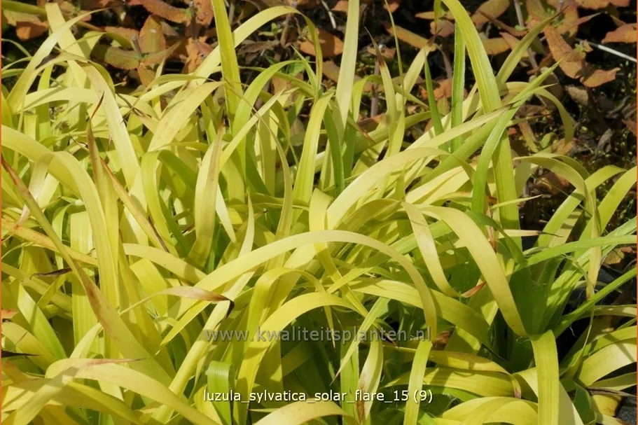 Luzula sylvatica 'Solar Flare'