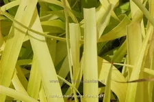 Luzula sylvatica 'Solar Flare'