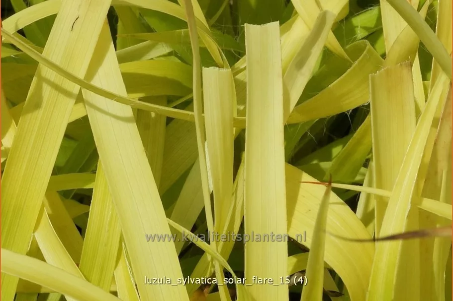 Luzula sylvatica 'Solar Flare'