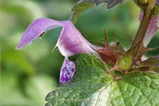 Lamium maculatum