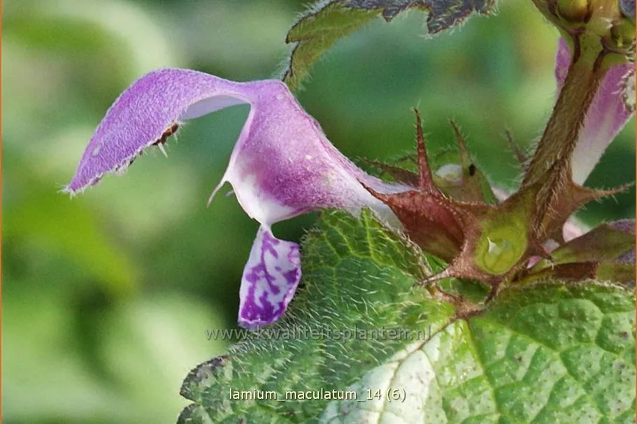 Lamium maculatum