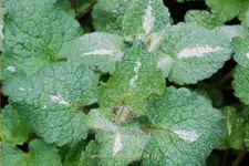 Lamium maculatum