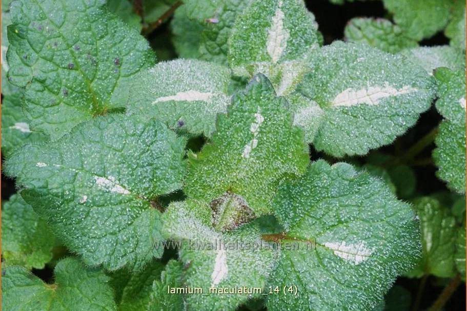 Lamium maculatum
