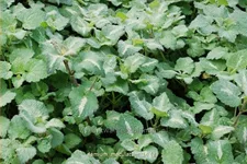 Lamium maculatum