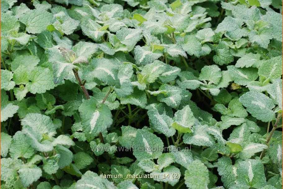 Lamium maculatum
