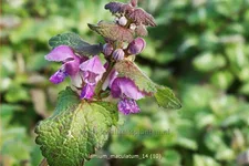 Lamium maculatum