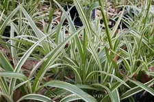 Luzula sylvatica 'Surprise'