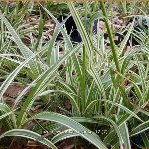 Luzula sylvatica 'Surprise'
