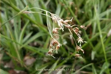 Luzula sylvatica 'Surprise'