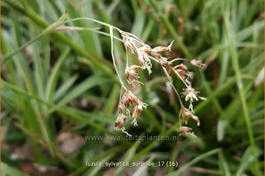 Luzula sylvatica 'Surprise'