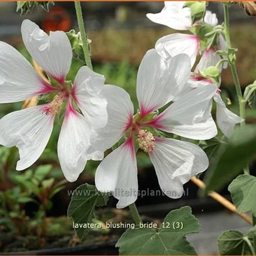 Lavatera x olbia 'Blushing Bride'