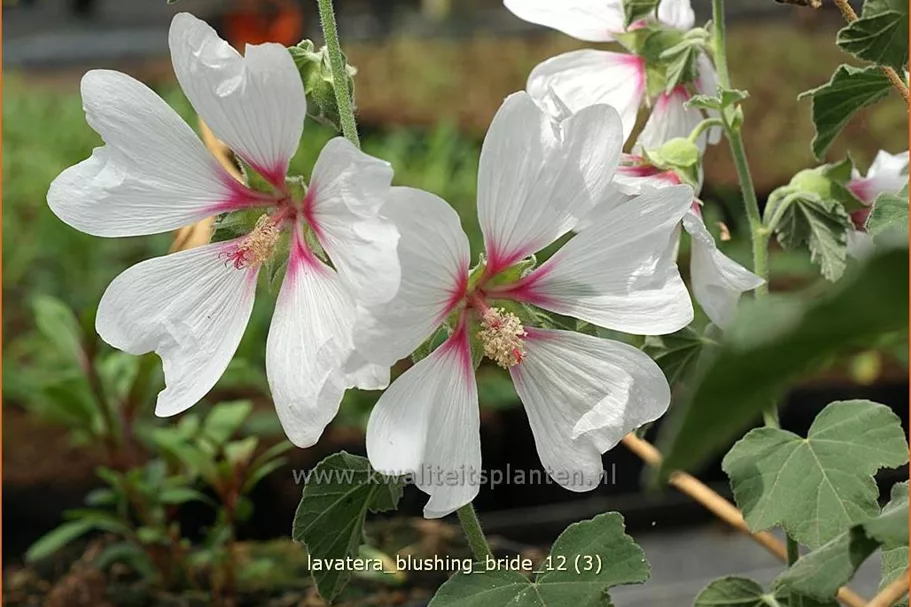 Lavatera x olbia 'Blushing Bride'