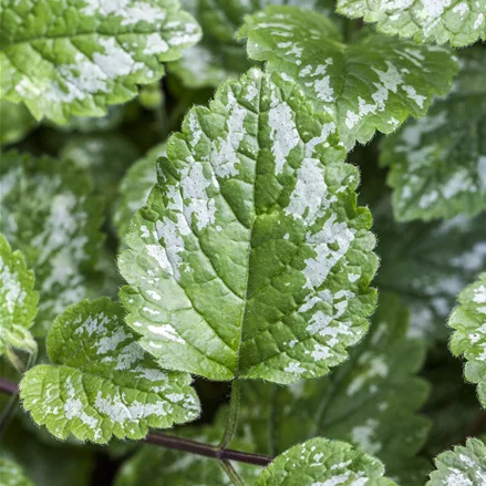 Lamium maculatum