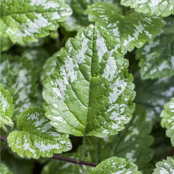 Lamium maculatum