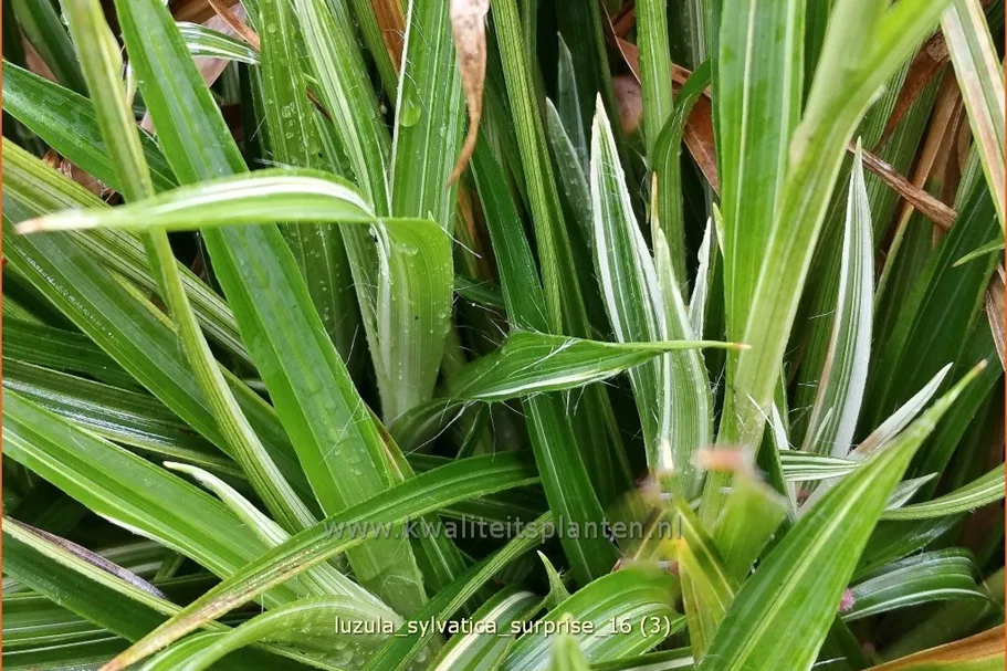 Luzula sylvatica 'Surprise'