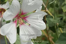 Lavatera x olbia 'Blushing Bride'