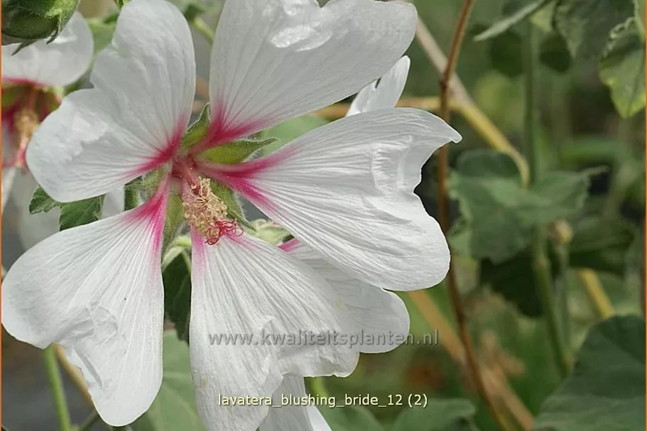 Lavatera x olbia 'Blushing Bride'