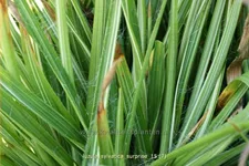 Luzula sylvatica 'Surprise'