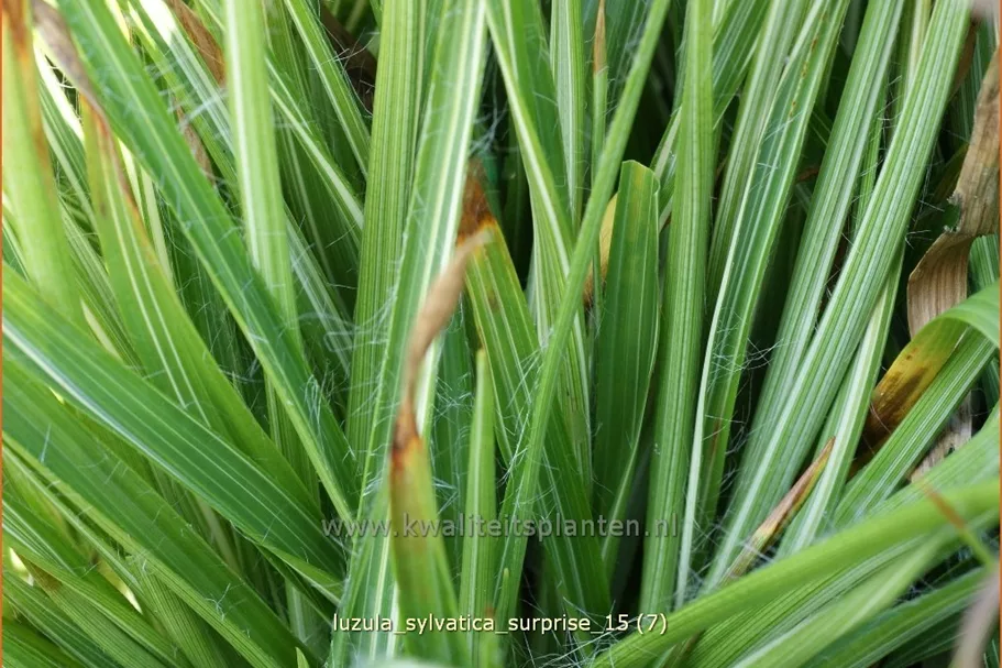 Luzula sylvatica 'Surprise'