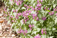 Lamium maculatum