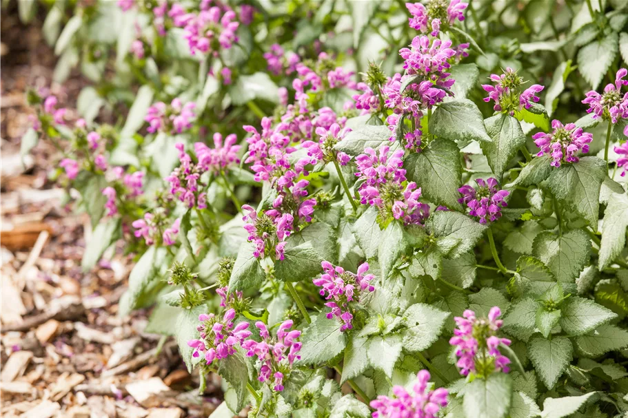 Lamium maculatum