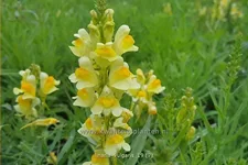 Linaria vulgaris