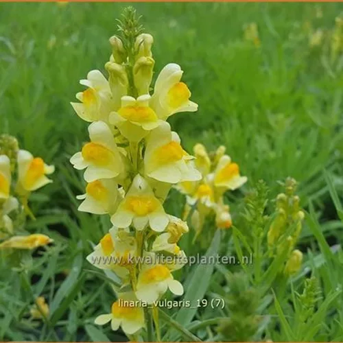 Linaria vulgaris