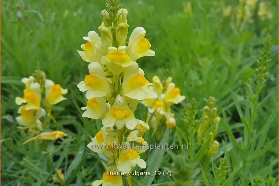 Linaria vulgaris