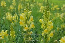 Linaria vulgaris