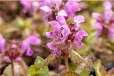 Lamium maculatum