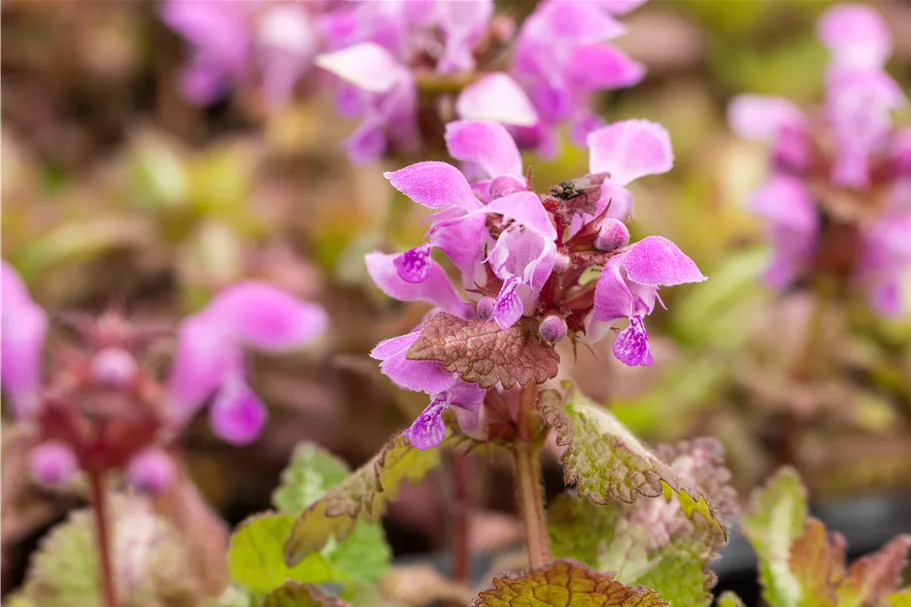 Lamium maculatum