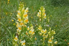 Linaria vulgaris