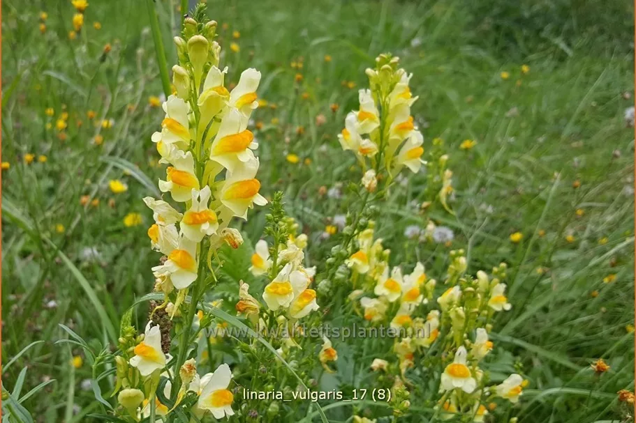 Linaria vulgaris
