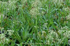 Luzula sylvatica 'Tauernpass'