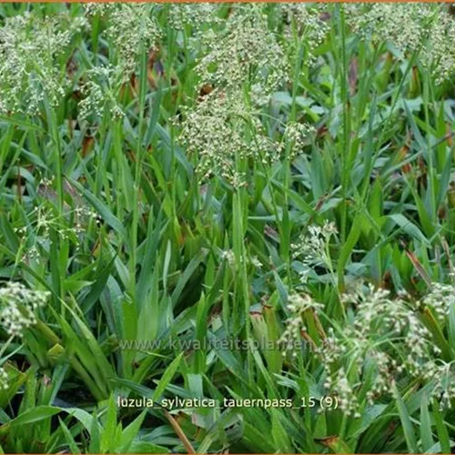 Luzula sylvatica 'Tauernpass'