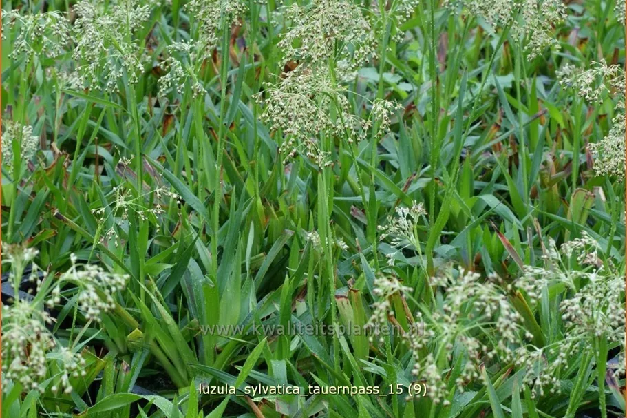 Luzula sylvatica 'Tauernpass'