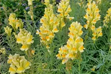 Linaria vulgaris