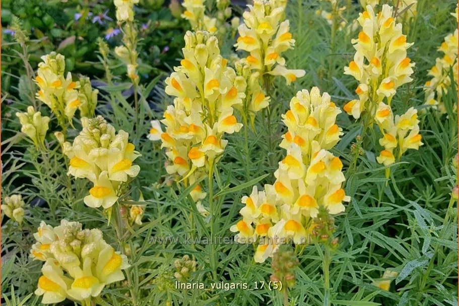 Linaria vulgaris