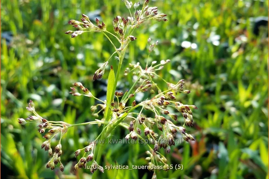 Luzula sylvatica 'Tauernpass'
