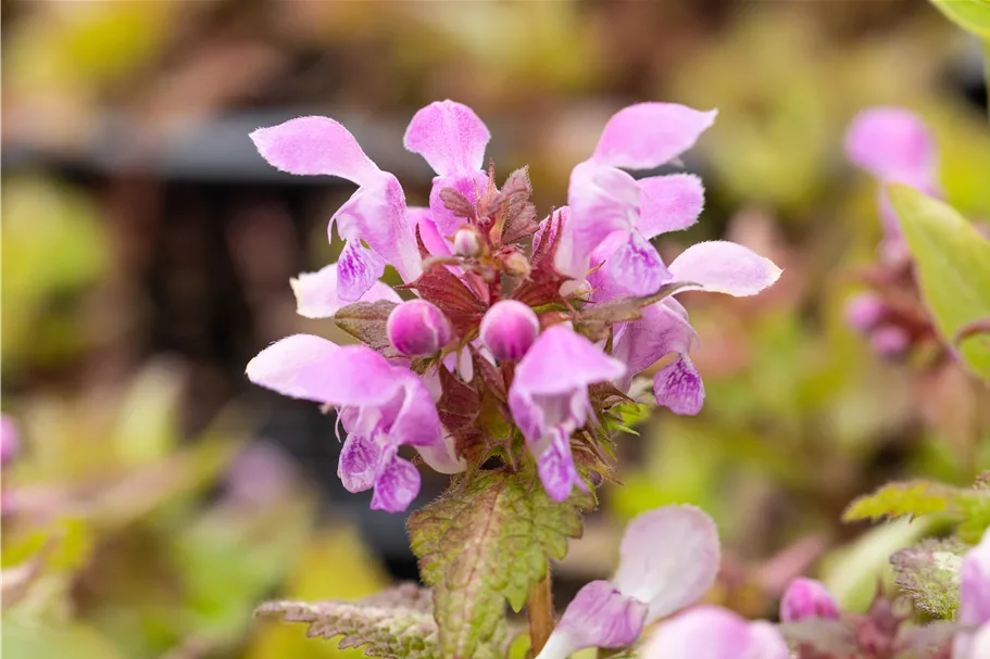 Lamium maculatum