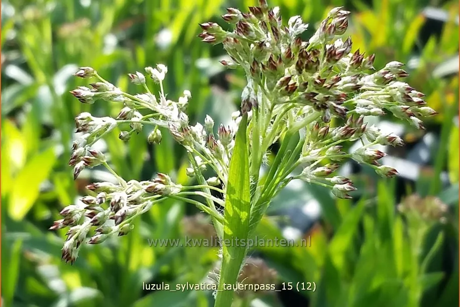 Luzula sylvatica 'Tauernpass'