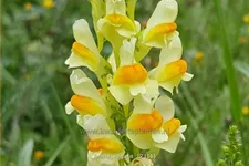 Linaria vulgaris