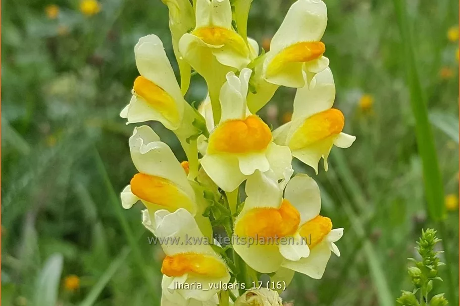 Linaria vulgaris