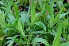 Luzula sylvatica 'Tauernpass'