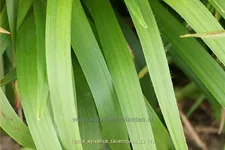 Luzula sylvatica 'Tauernpass'