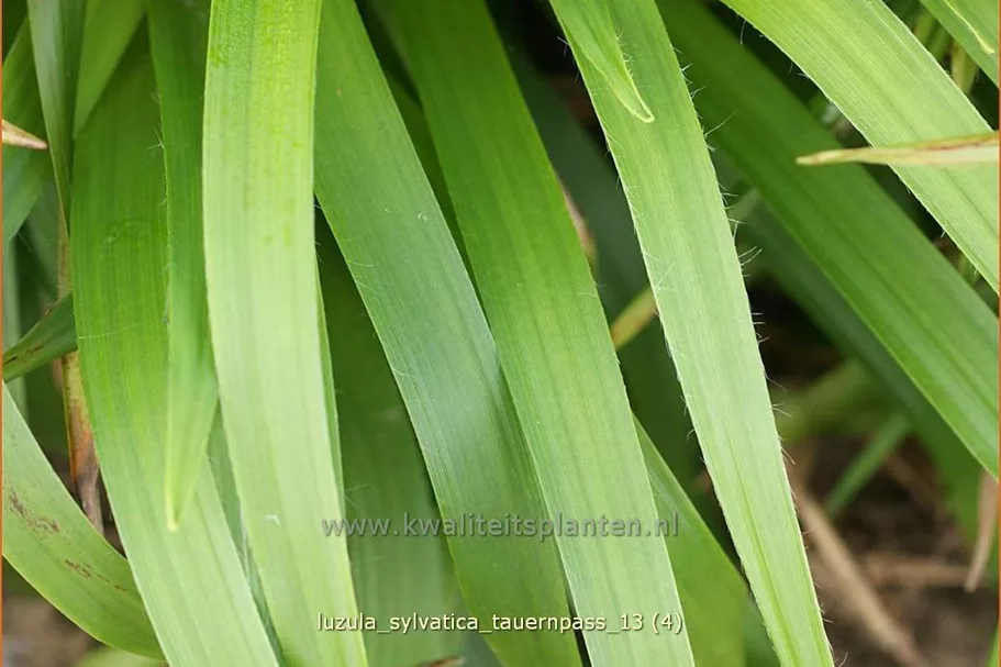 Luzula sylvatica 'Tauernpass'