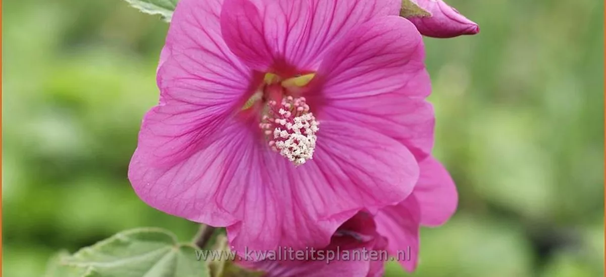 Lavatera 'Bredon Springs'